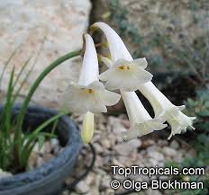 Image result for Cyrtanthus mackenii