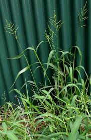 Image result for Urochloa