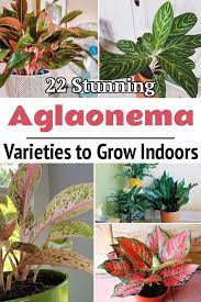 22 Stunning Aglaonema Varieties To Grow Indoors Potted Plants For Shade Chinese Evergreen Plant Growing Indoors