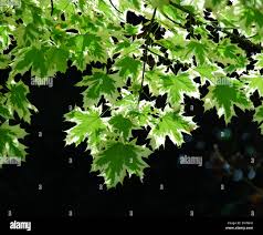 Image result for Triceratella drummondii