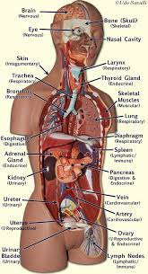From the printable digestive system link, with a few tweaks and additions by me. Human Anatomy Female Anatomy Organs Human Anatomy