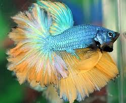 Male Fancy Dragon Halfmoon Betta High Quality Thai Imp Feather Tail