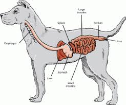 • congenital megaesophagus may be inherited in a similar fashion to congenital megaesophagus in dogs. The Dreaded Megaesophagus Canine Dog Cat Pets