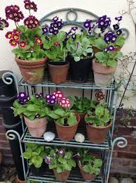My Mum S Favorite Flowers Auriculas By Her Back Door Garden Containers Planting Flowers Plants