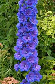 Pin On Flowers