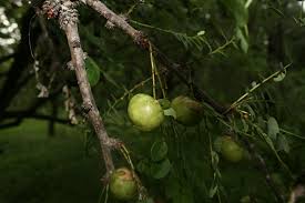 Image result for Phyllanthus engleri