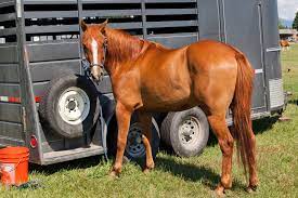 How To Paint A Horse Trailer Yourself Horses Foals