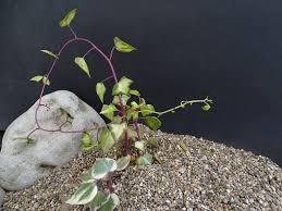 Image result for Senecio milanjianus