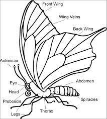 How to draw a butterfly. Butterfly Body Parts Coloring Page Coloringbay