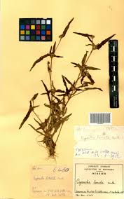 Image result for Cyanotis lanata