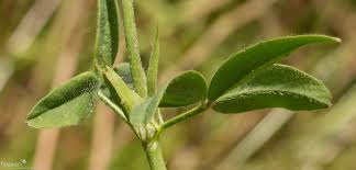 Image result for Trifolium squarrosum