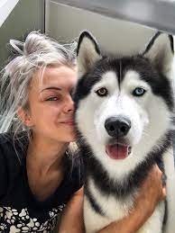 Best Guard Dog Ever If By Guard Siberian Husky Jax Facebook