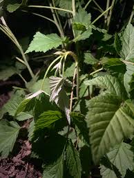 Image result for Raspberry spur blight