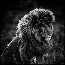 We did not find results for: Black And White Lion Photography Purchase Of Black And White Lion Prints Photographs Yellowkorner