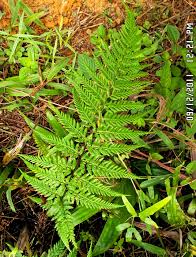 Image result for Pityrogramma calomelanos