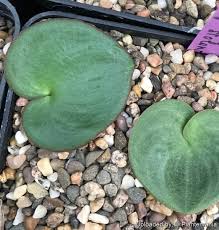 Image result for Eriospermaceae