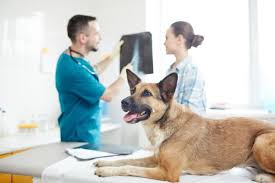 How much does it cost to own a dog and care for it properly? Dog X Rays Everything You Want To Know Great Pet Care