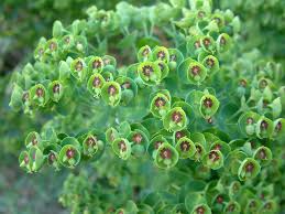 Image result for Euphorbia plenispina