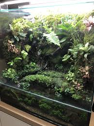 Paladurium With Mini Stream Frog Tank Vivarium Plants