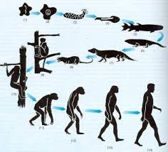Resultado de imagen de "LOS HUMANOS ULTIMO ESLABON DE LA CADENA EVOLUTIVA