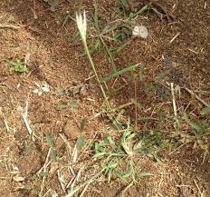 Image result for Chloris virgata