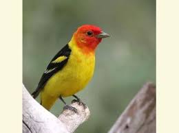 Black Bird With Orange Head Close Up Photo Of A Western Tanager A Yellow Bodied Bird With An Orange Head Yellow Bodies Nature Animals Backyard Birds