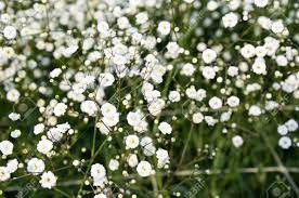 Gypsophila Paniculata Flower Arrangement Best Flower Wallpaper