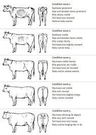 Cow Condition Score Dairy Cattle Cattle Ranching Livestock Judging