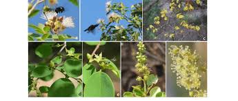 Image result for Maerua