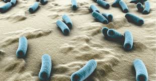 Image result for Legionella