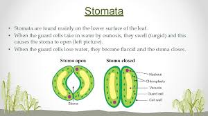Check spelling or type a new query. Topic 6 Plant Structures And Their Functions Gcse
