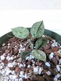 Pin On Hoya Plants