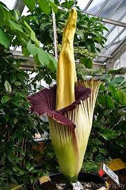 Titan Arum Amorphophallus Titanum Alison Cornford Matheson