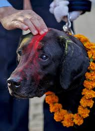 There S A Festival In Nepal With A Day Especially For Dogs Cute Beagles Most Popular Dog Breeds Best Dog Breeds