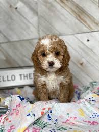 We did not find results for: Australian Labradoodles Little Teton Doodles Dog Breeder
