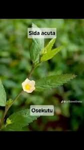 Image result for Sida acuta