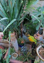 Image result for Aloe suffulta