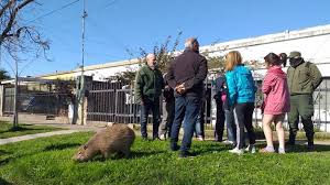 Capybaras mate only in water, and if a female does not want to mate with a certain male, she either submerges or leaves the water. La Historia De Pancho El Carpincho De Una Nena De 8 Anos Que Toda Una Ciudad Defendio Para Que No Se Lo Llevara La Gendarmeria Infobae