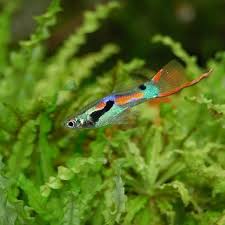 Indoor small guppy fish pond. Raising Guppies Outdoors In Ponds 2021 Making Guppy Ponds Pond Informer