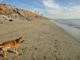 Do you have to leash your dog at huntington beach? Huntington Dog Beach Doggy Heaven On Earth Picture Of Huntington Beach Orange County Tripadvisor
