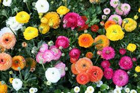 Maybe you would like to learn more about one of these? Ranunculus Contemporary Landscape Milwaukee By Tulip World Houzz