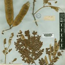 Image result for Albizia adianthifolia