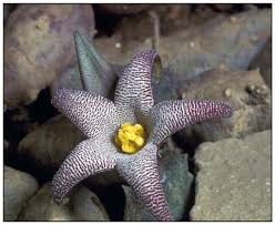 Image result for Piaranthus atrosanguineus