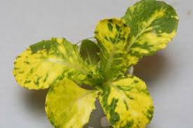 Image result for Alfalfa mosaic virus