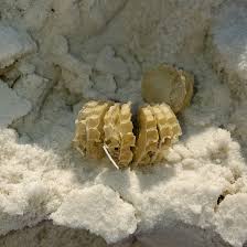 Weekly What Is It Whelk Egg Cases Uf Ifas Extension Escambia County