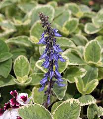Image result for Plectranthus guruensis
