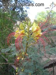 Image result for Erythrostemon gilliesii