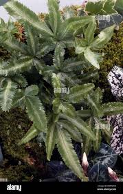Image result for Pteris preussii