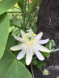 Image result for Passiflora subpeltata