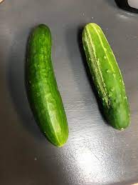 Why do some of of my cucumbers have white stripes and spikes and some of  them are the stereotypical green. Grown vertically. : rgardening